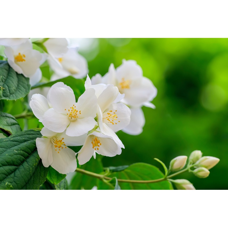 Philadelphus ‘Belle toile’|5L