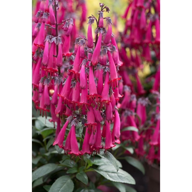 Phygelius ‘Colorburst Rose’ (PBR)