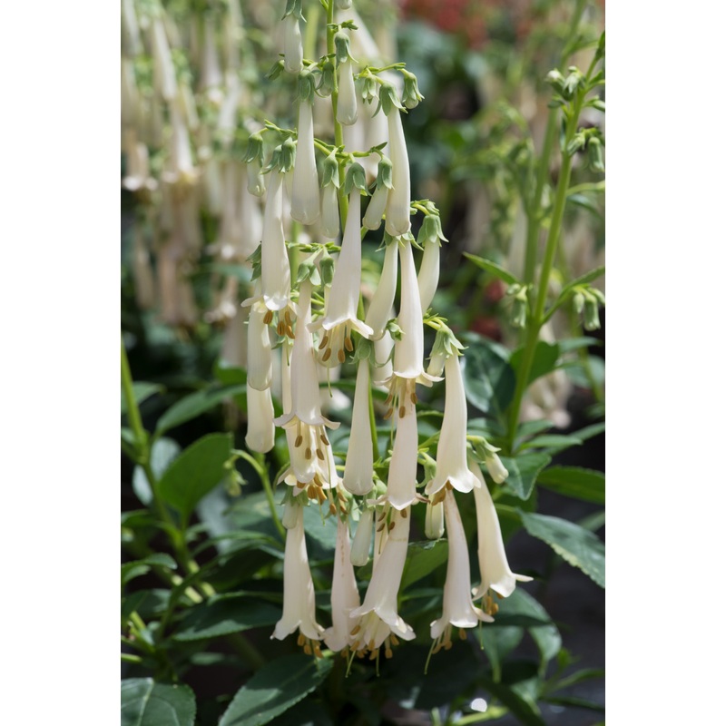 Phygelius ‘Colorburst White’ (PBR)
