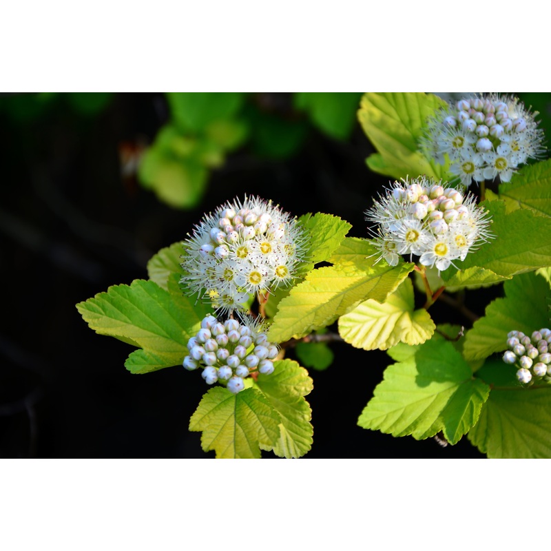 Physocarpus op. ‘Darts Gold’|3L