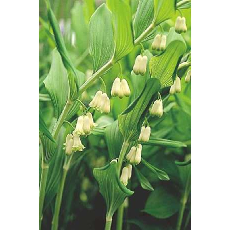 Polygonatum x hybridum|2L