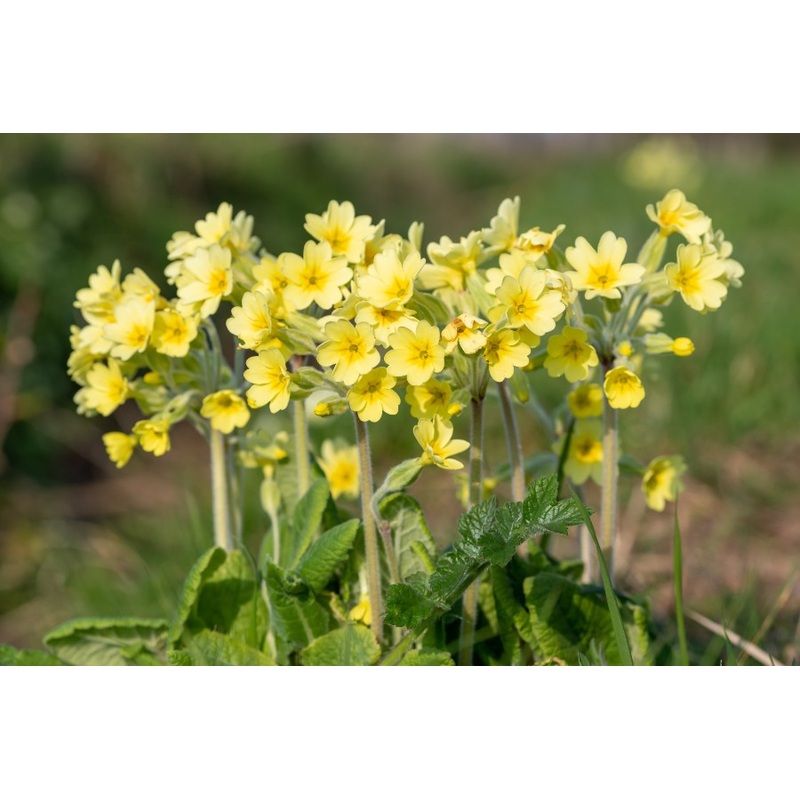 Primula elatior|10.5cm