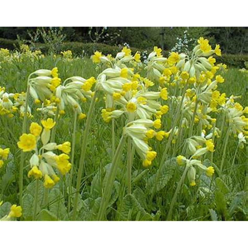 Primula veris|10.5cm