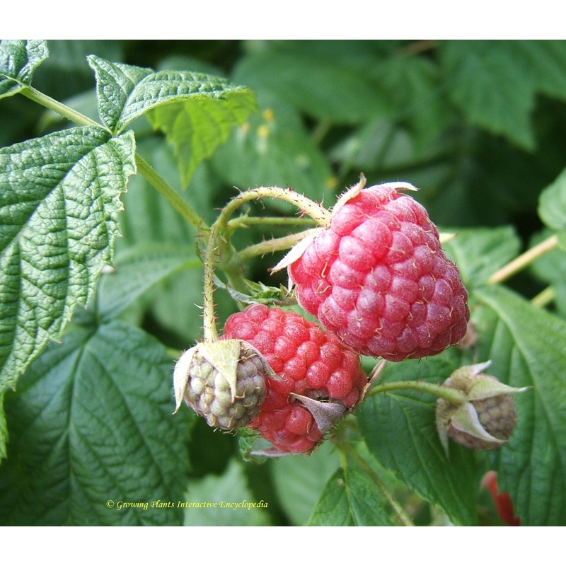 Raspberry ‘ Autumn Bliss’|2L