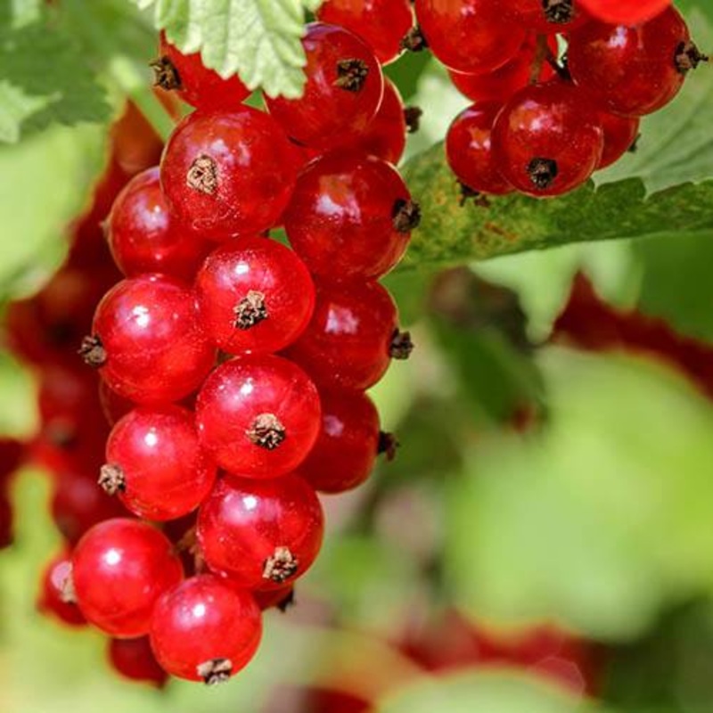 Redcurrant ‘Jonkheer van Tets’