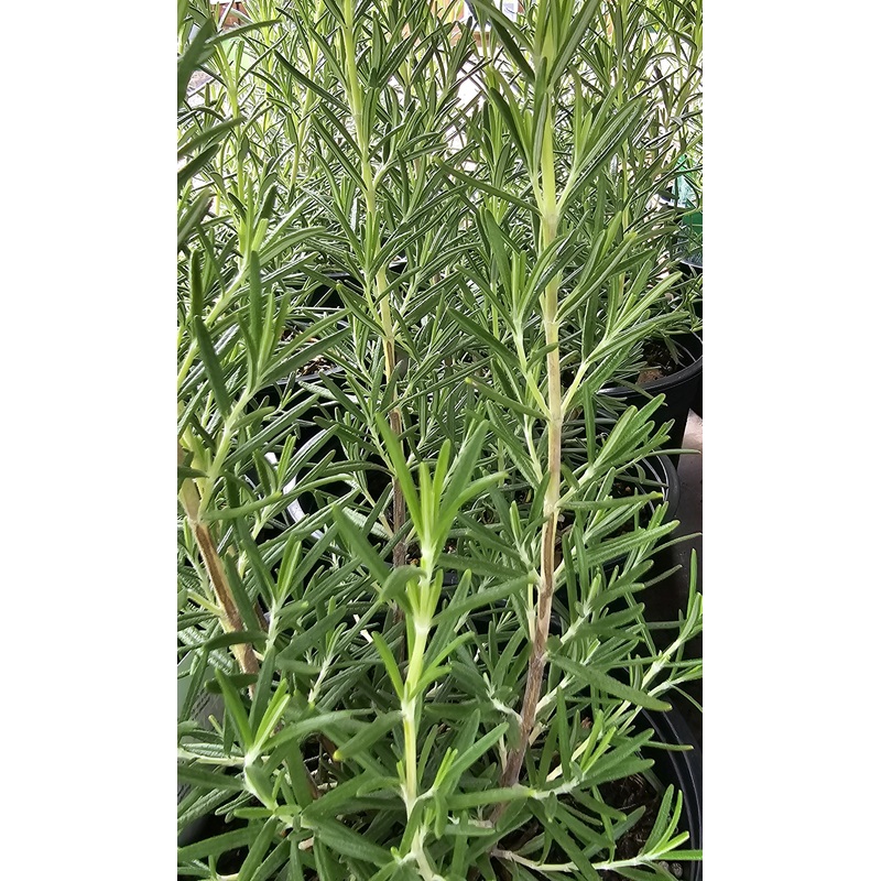 Rosemary ‘Blue Winter’