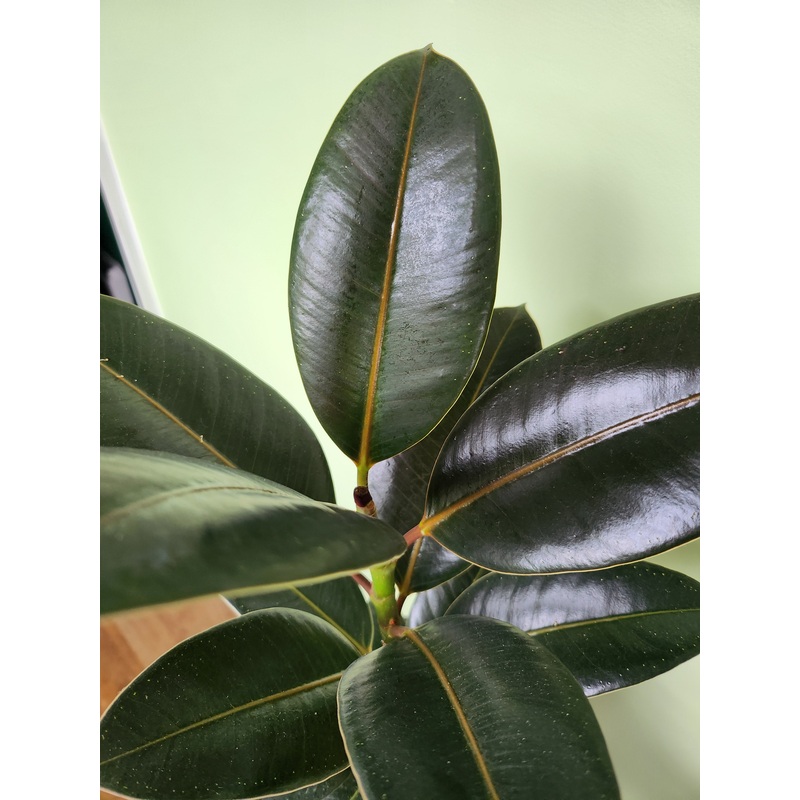Rubber plant (Dark leaved)|1L