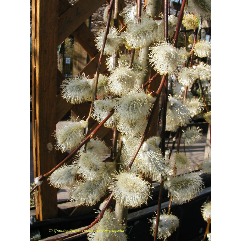 Salix caprea ‘Kilmarnock’|4L