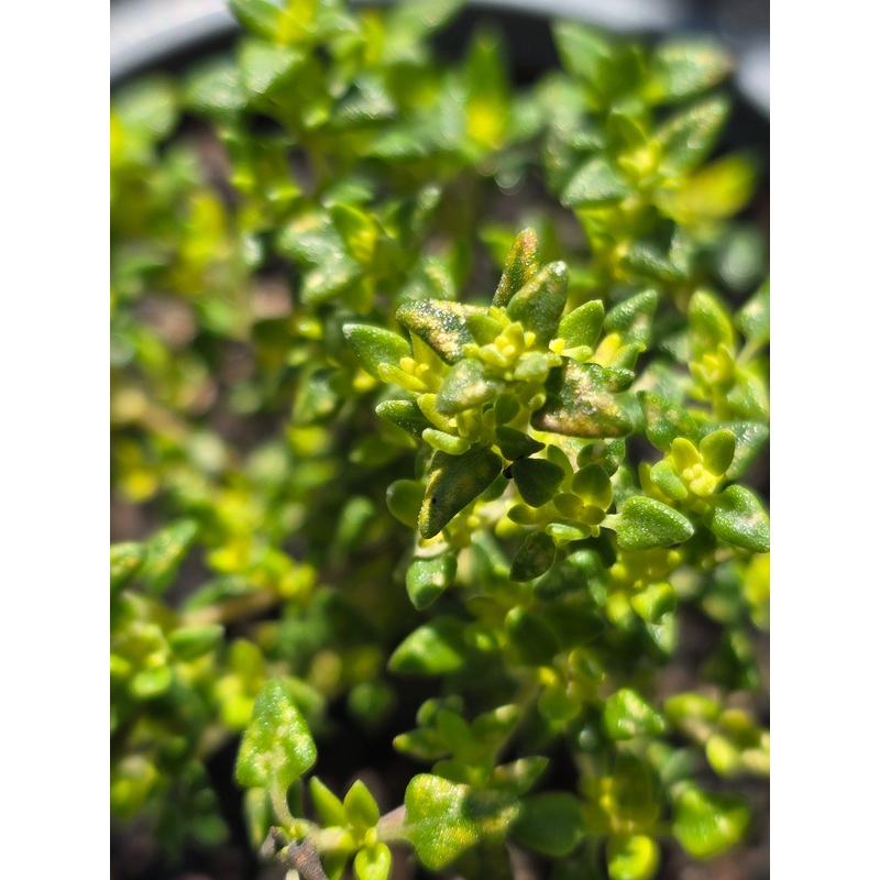 Thyme ‘Camphor’|9cm