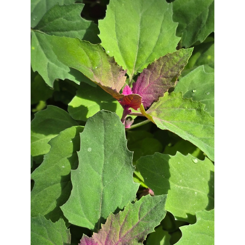 Tree Spinach