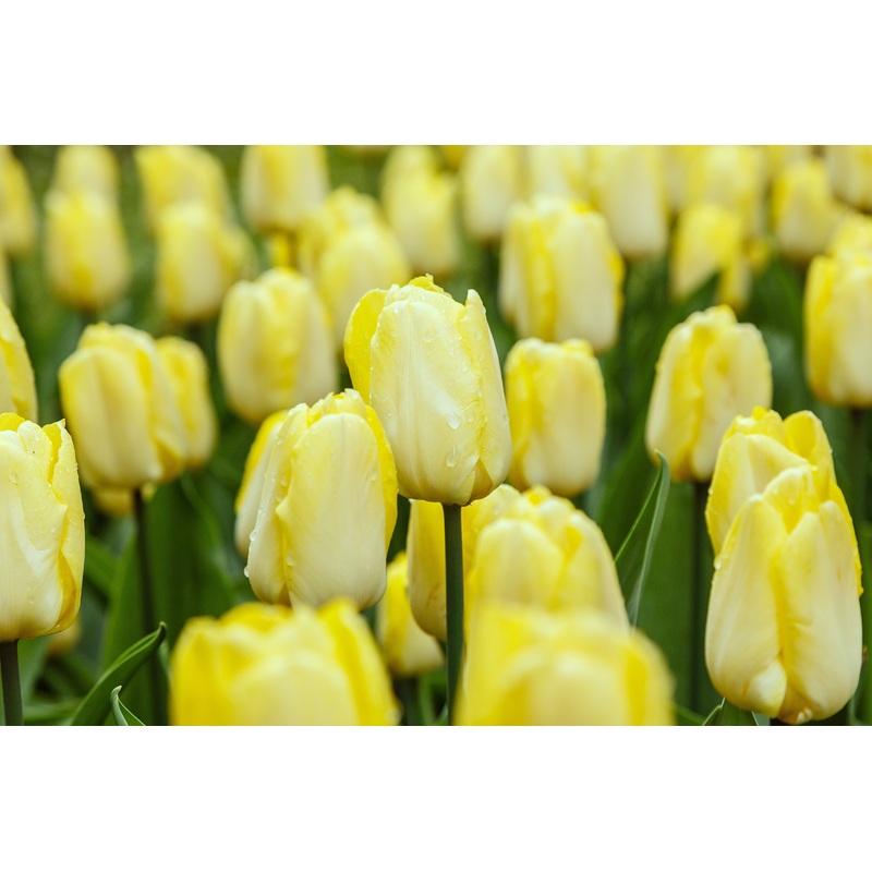 Tulipa ‘Sunny Prince’ – 15 Bulbs