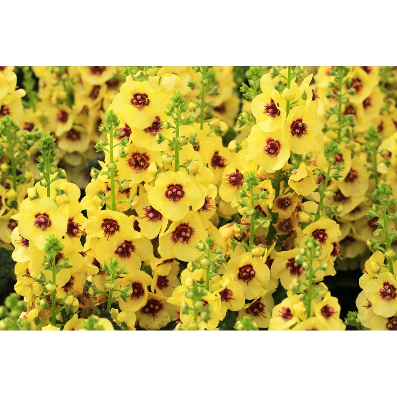 Verbascum ‘Dark Eyes’ (PBR)|3L