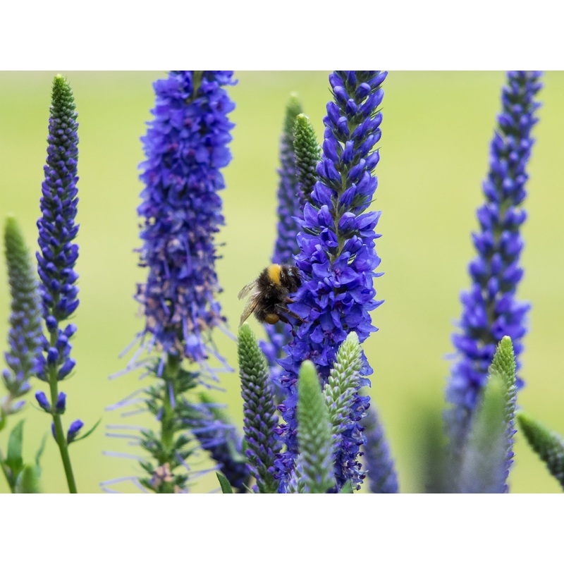 Veronica spicata ‘Anniversary Blue’