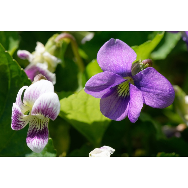 Viola sororia rubra