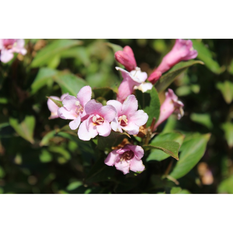 Weigela ‘Pink Poppet’ (PBR)|2L