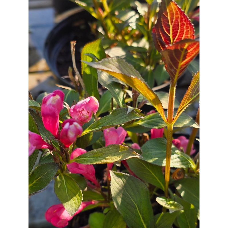 Weigela ‘Victoria’|3L