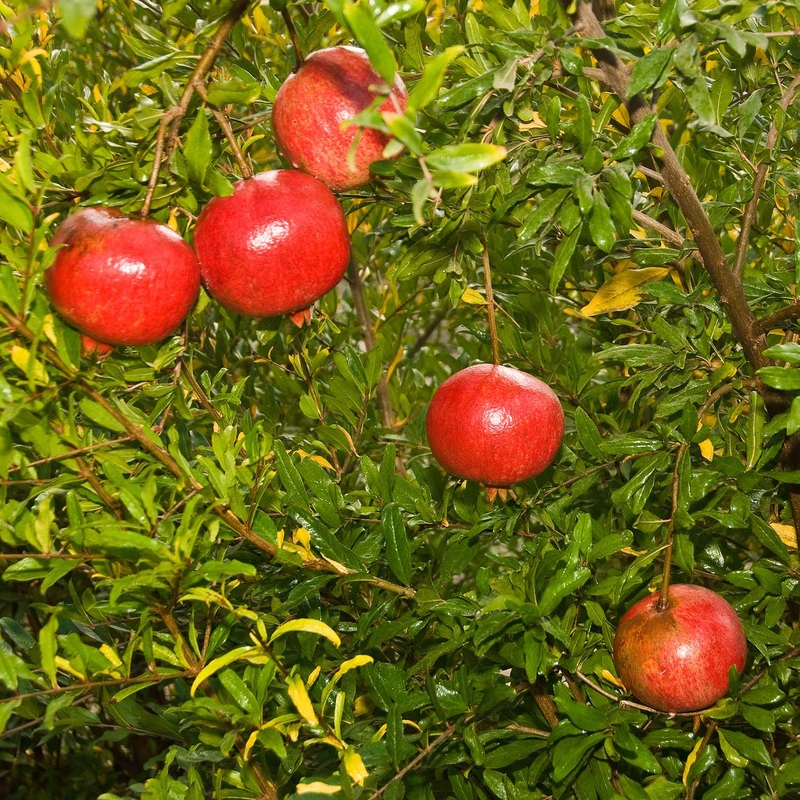 Wonderful Pomegranate – 5 Gallon
