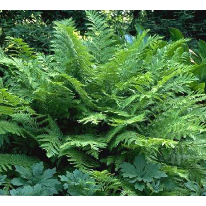 Woodwardia fimbriata|1L