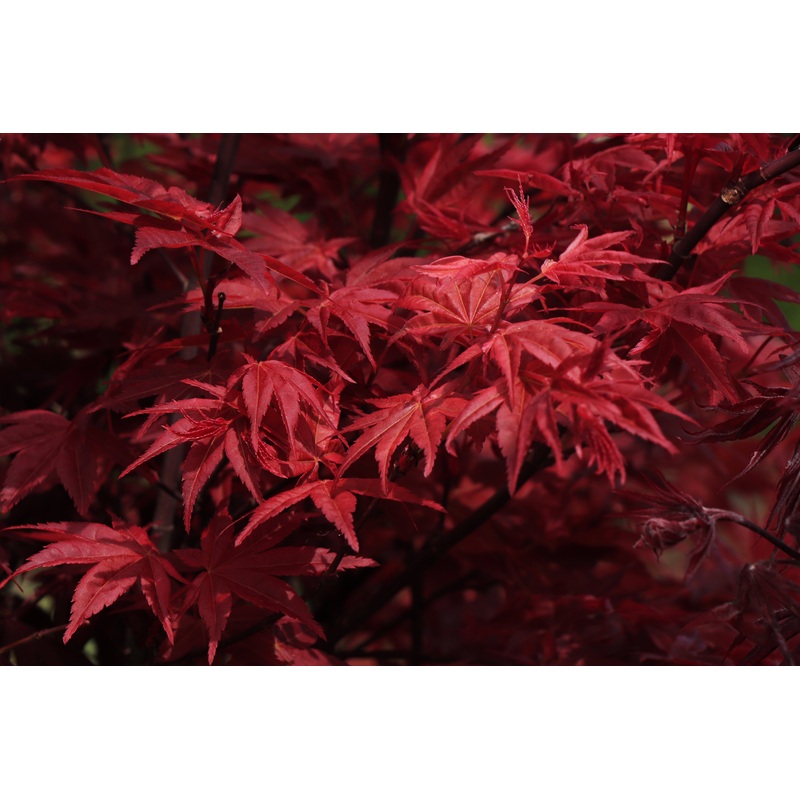 Acer palmatum  ‘Shaina’|5L