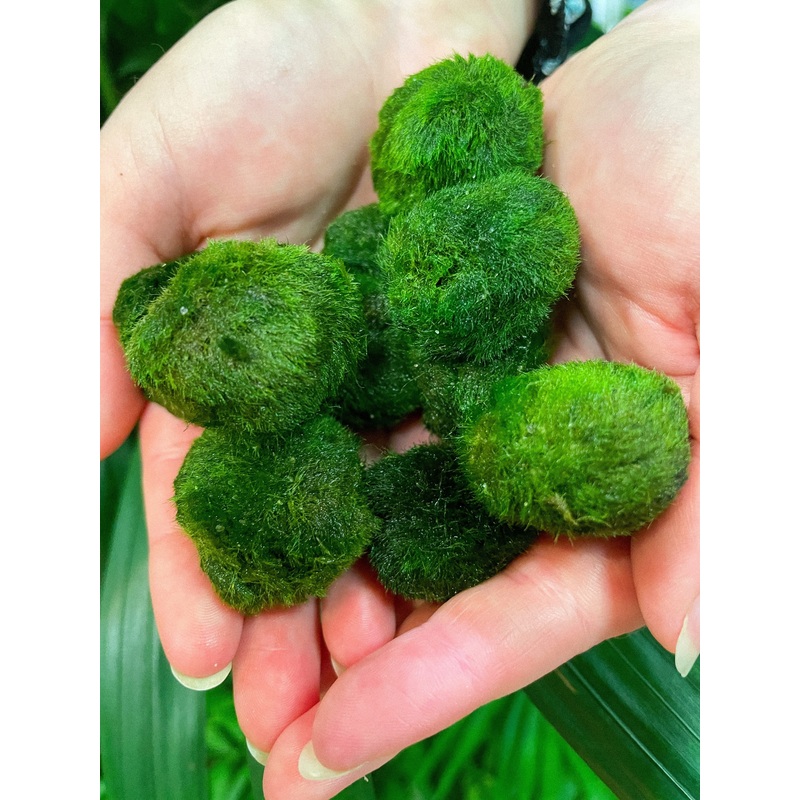 Aegagropila linnaei|2cm – 3cm wide individual moss ball|1 ball in glassware