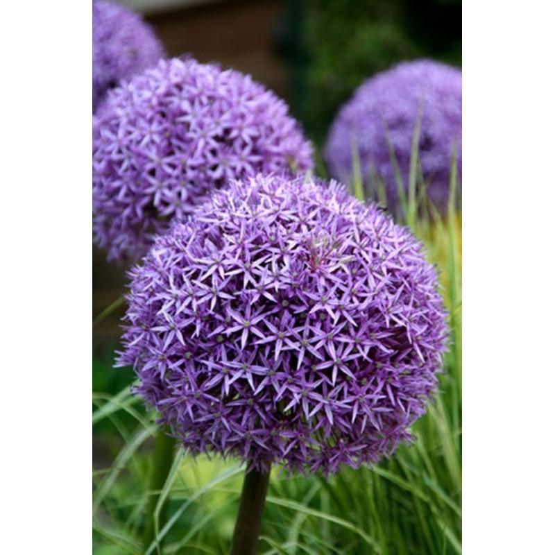 Allium ‘Globemaster’ (Potted) – Ready soon