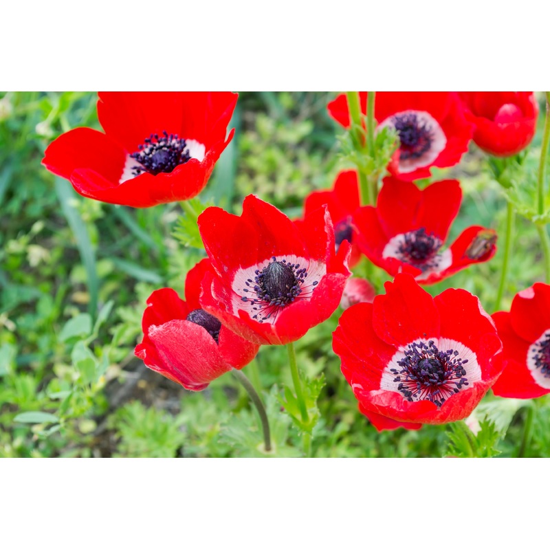 Anemone coronaria ‘Harmony Scarlet’ (Potted)