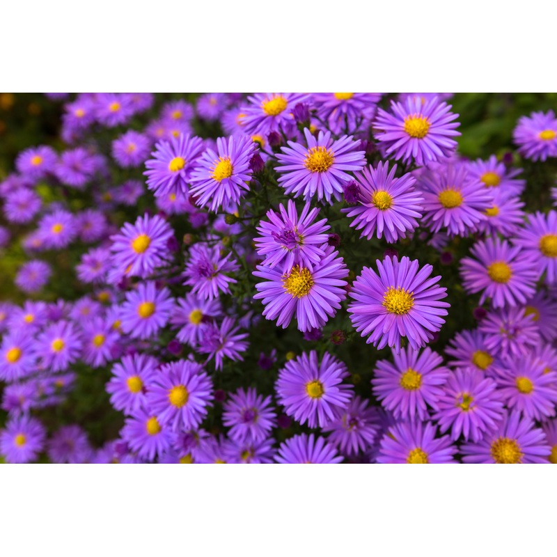 Aster na ‘Barr’s Purple’|2L