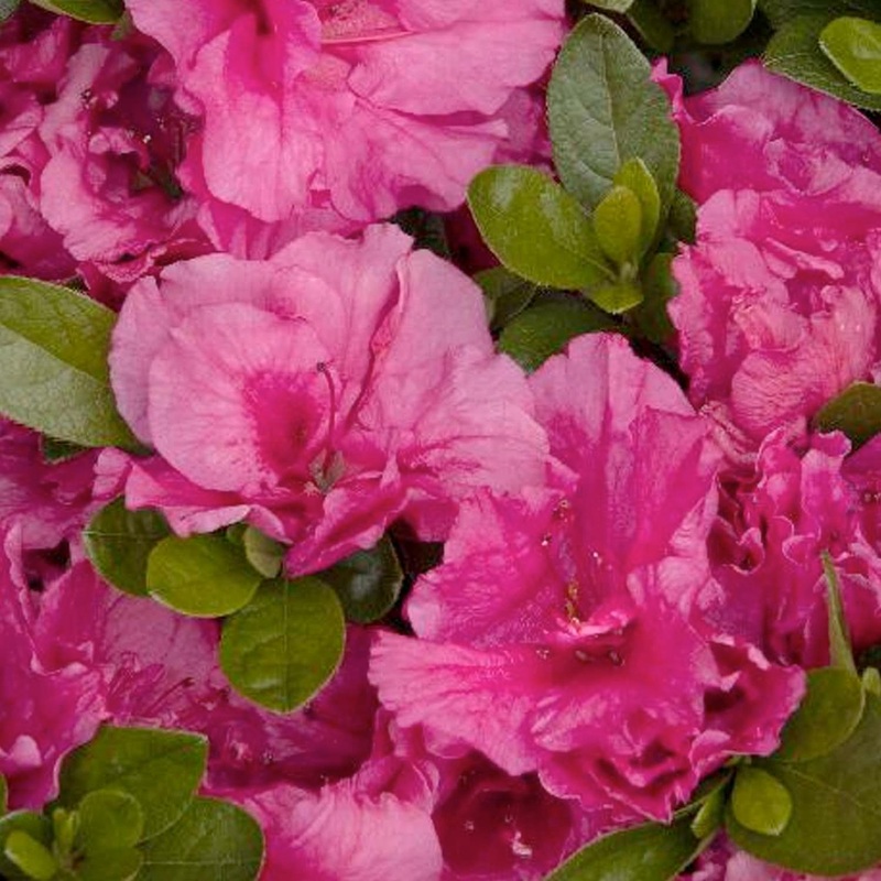 Azalea ‘Dbl Shot Watermelon’ PP – Double Shot Watermelon Azalea – 2 Gallon