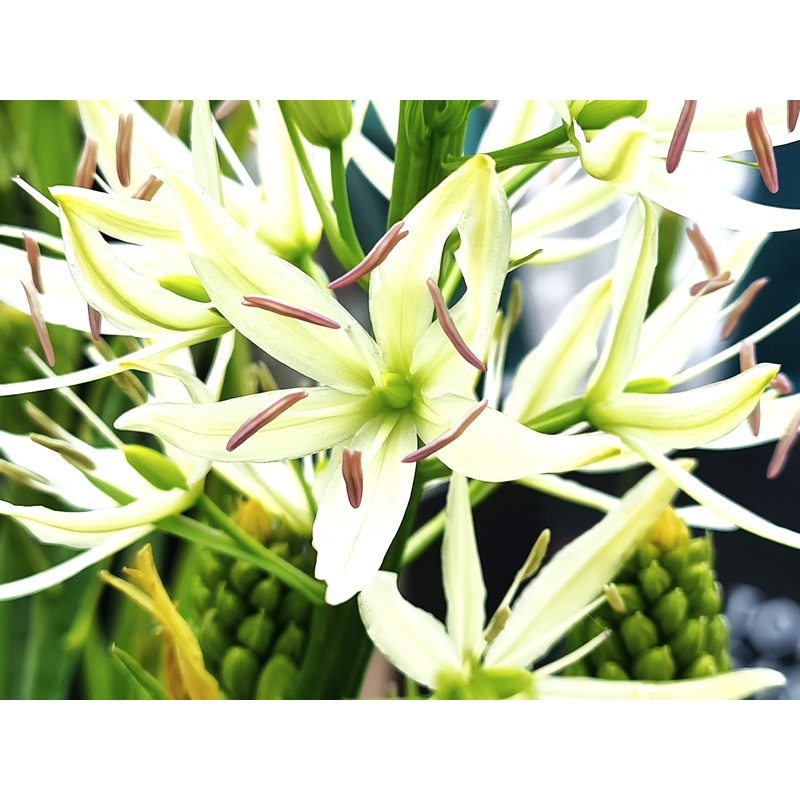 Camassia leichtlinii ‘Alba’ – 7 Bulbs
