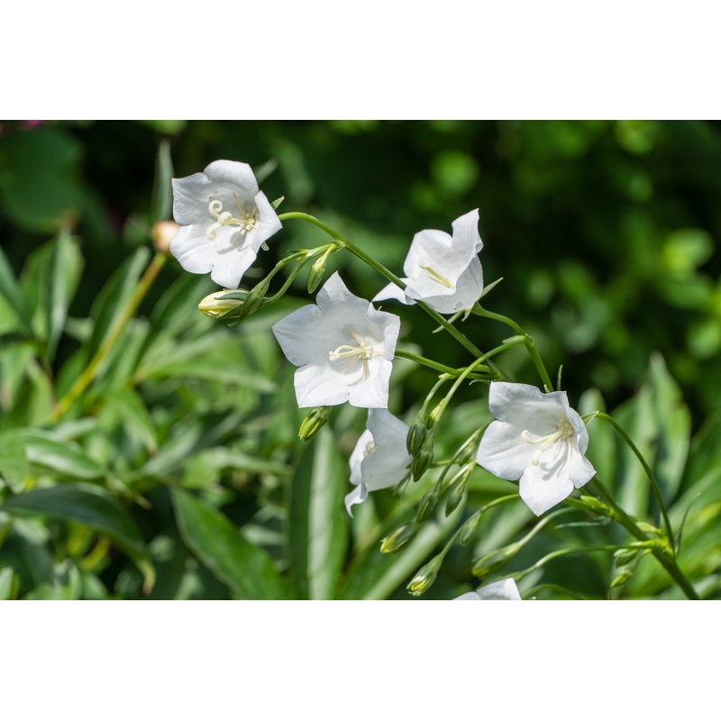 Campanula persicifolia ‘Bells White’