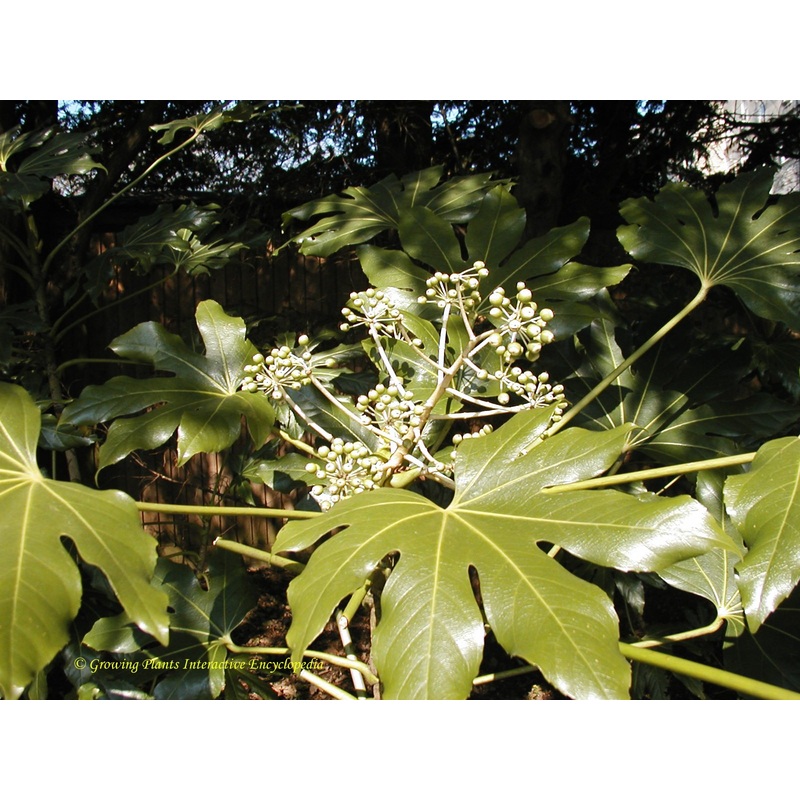 Fatsia japonica
