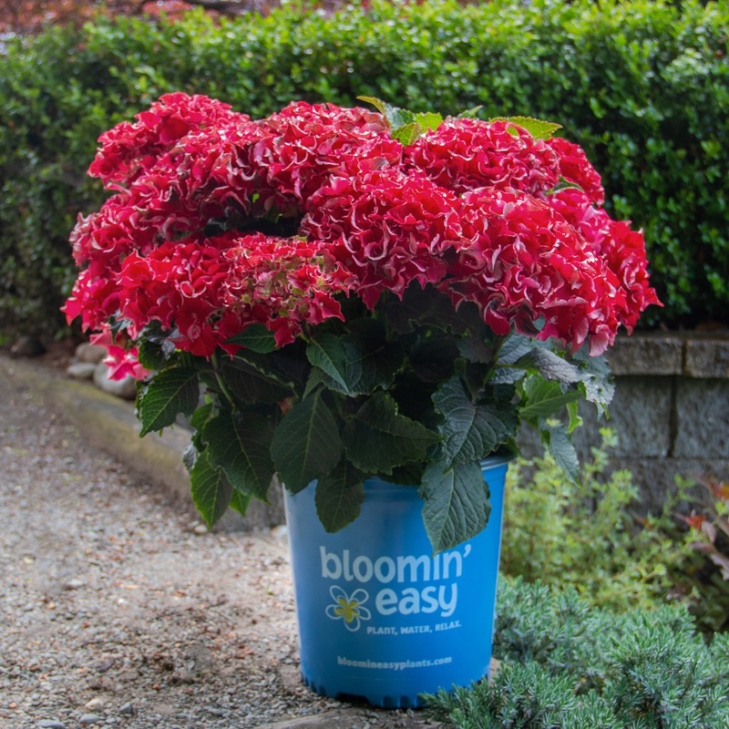 Frill Ride Bigleaf Hydrangea|One Quart