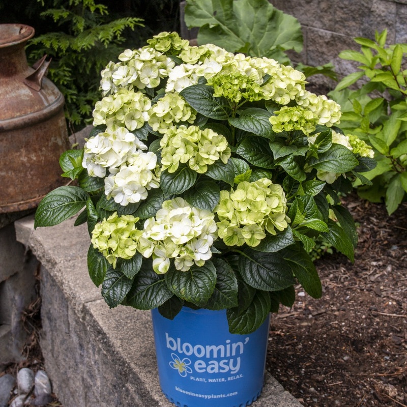 Grin and Tonic Bigleaf Hydrangea