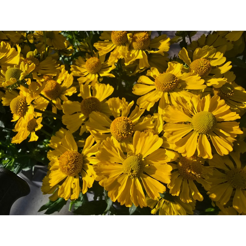 Helenium ‘Lemon Sundae’|3L