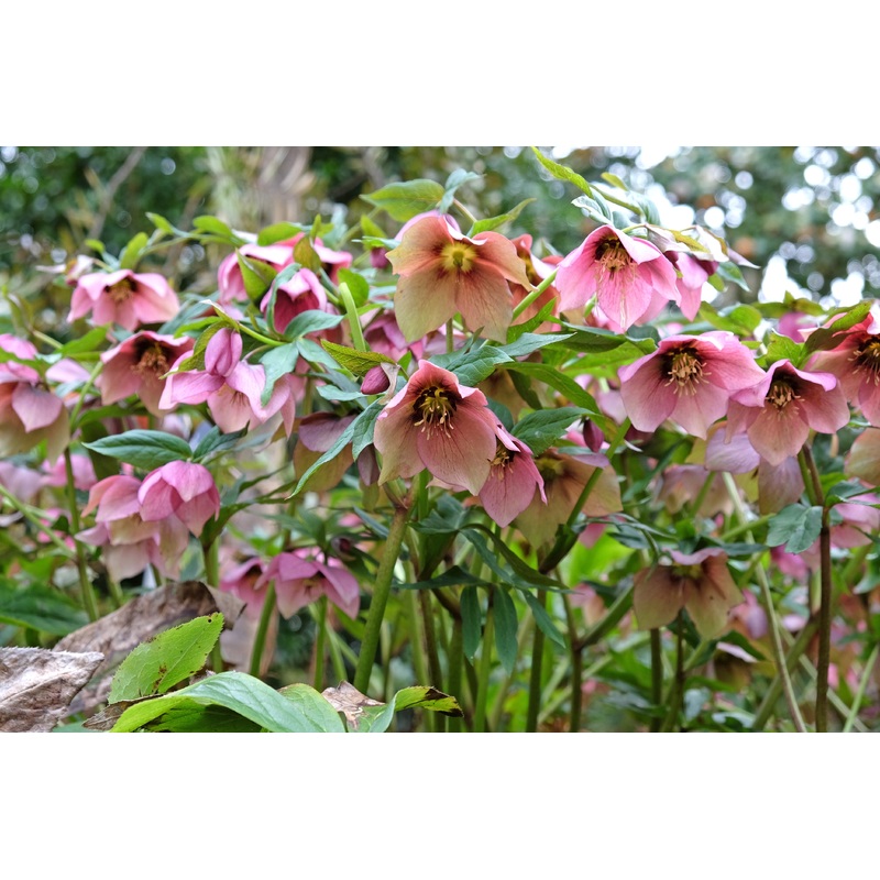 Helleborus ‘Glamour Strawberry Moon’
