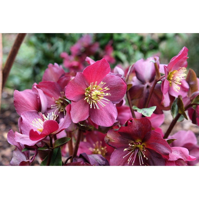 Helleborus HGC ‘Ice N Roses Red’