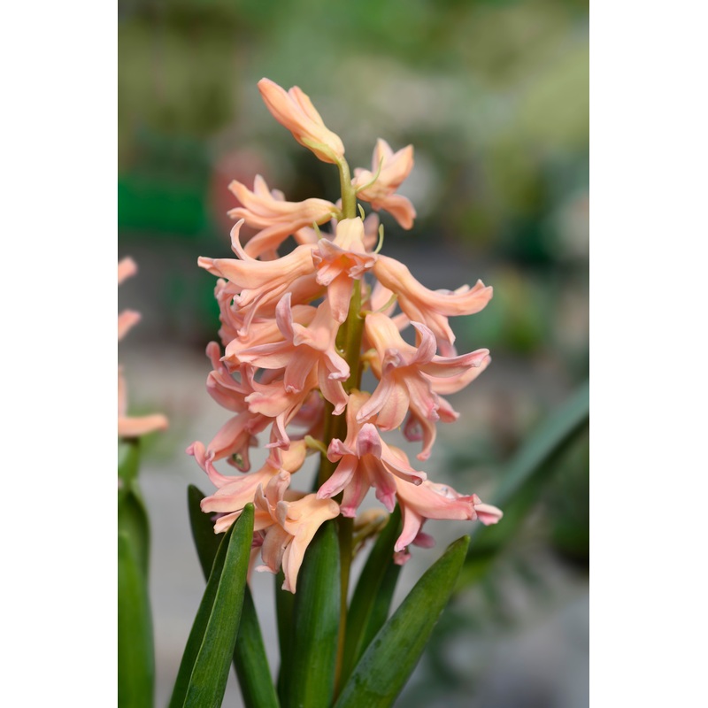 Hyacinth ‘Gipsy Queen’ (Potted)