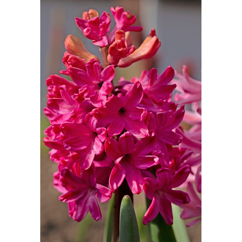 Hyacinth orientalis (Prepared) ‘Jan Bos’ – Potted