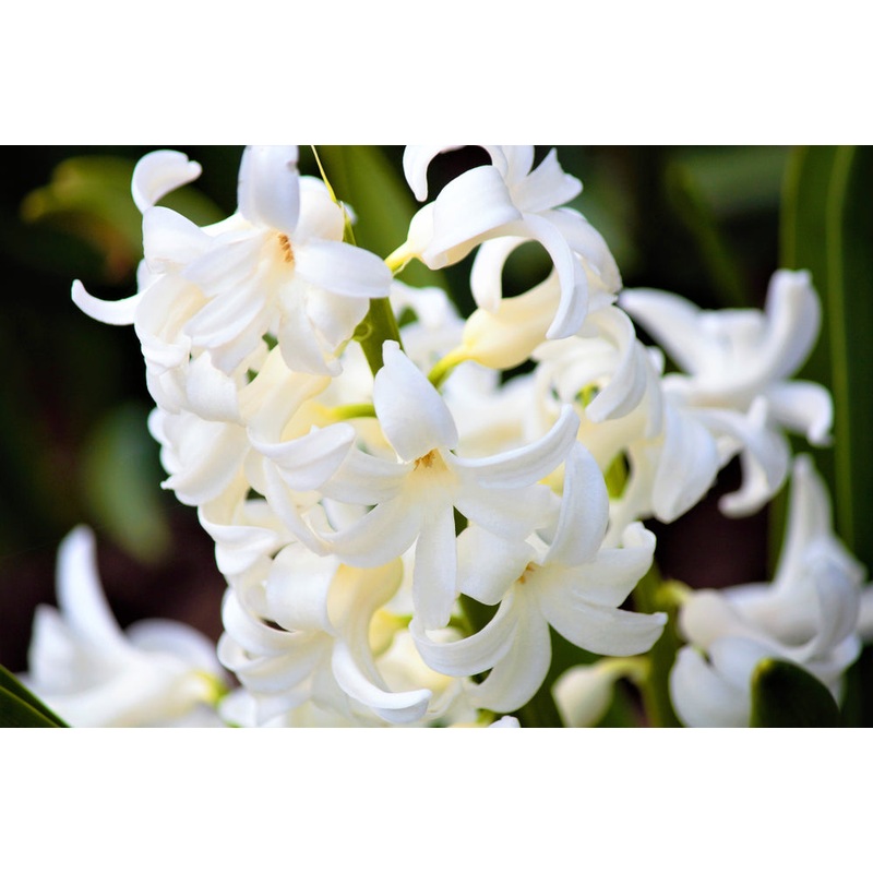 Hyacinthus orientalis (Prepared) ‘Aiolos’ – Potted