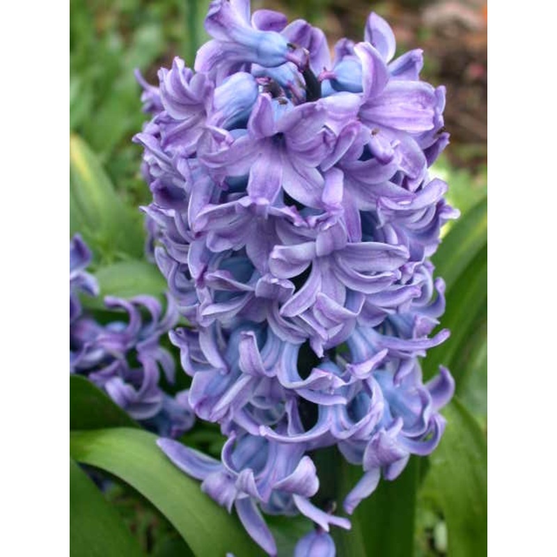 Hyacinthus orientalis (Prepared) ‘Delft Blue’ – Potted