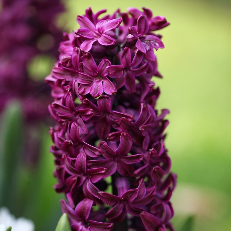 Hyacinthus orientalis ‘Woodstock’ (Potted)