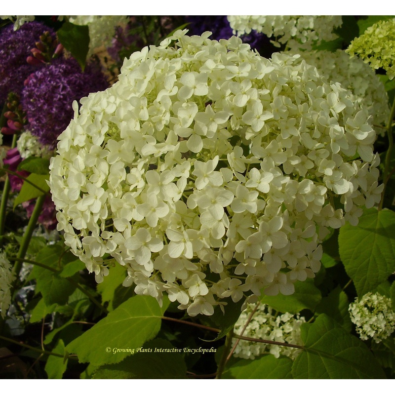 Hydrangea arborescens ‘Annabelle’