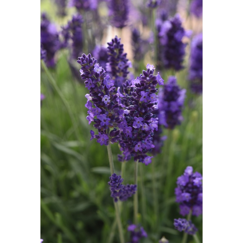 Lavender ‘Blue Spear’ (PBR)|1L