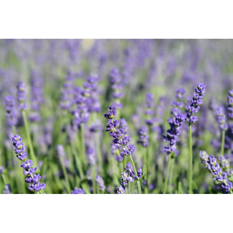 Lavender ‘ Essence Purple’ (PBR)