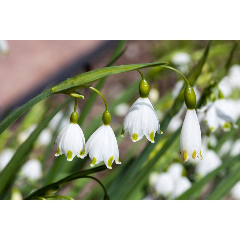 Leucojum ‘Gravetye Giant’ – 10 Bulbs