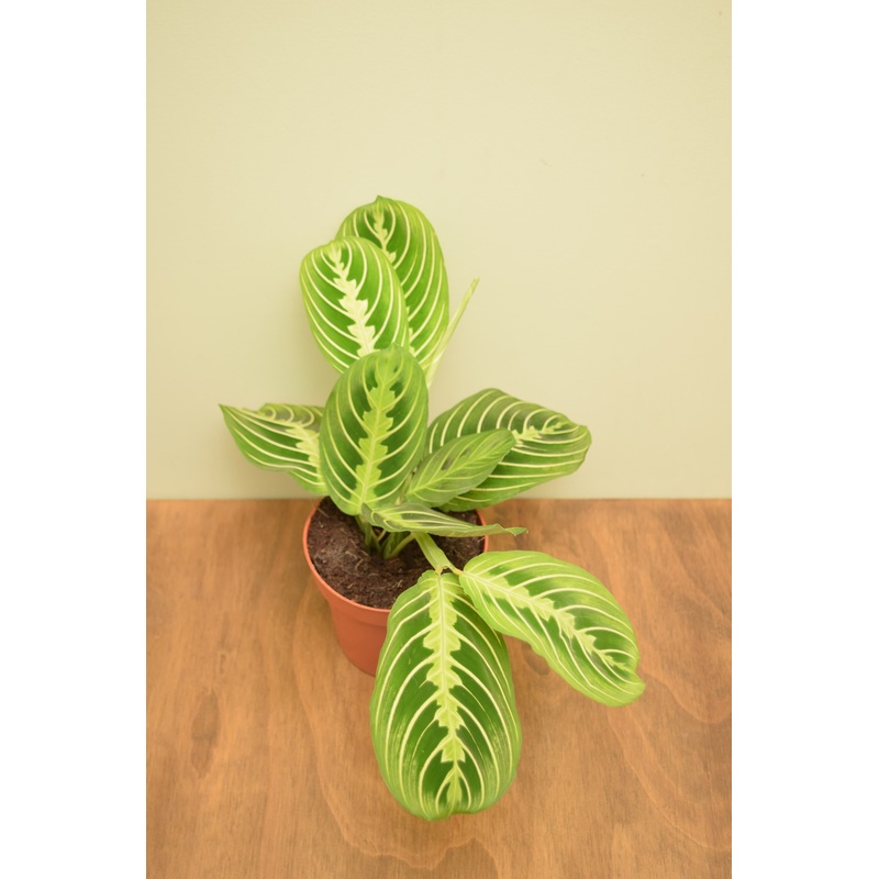 Maranta leuconeura var. erythroneura ‘Lemon Lime’
