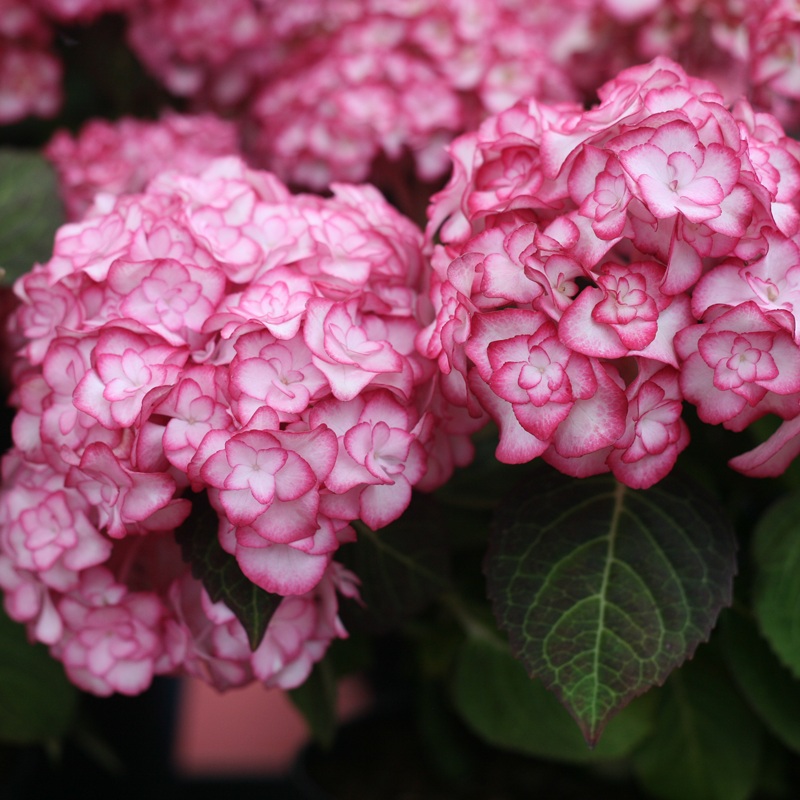 ‘Miss Saori’ Bigleaf Hydrangea
