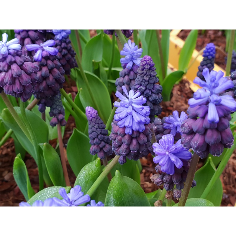 Muscari latifolium|9cm