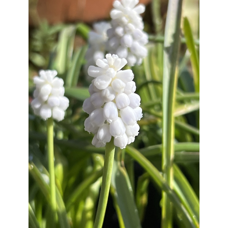 Muscari ‘Siberian Tiger’ (Potted)