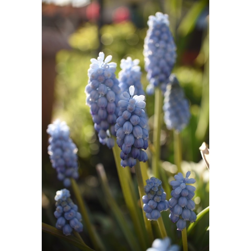 Muscari ‘Valerie Finnis’ (Potted)